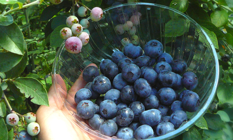 6本】ブルーベリー100%ジュース 720ml - 野田ハニードットコム